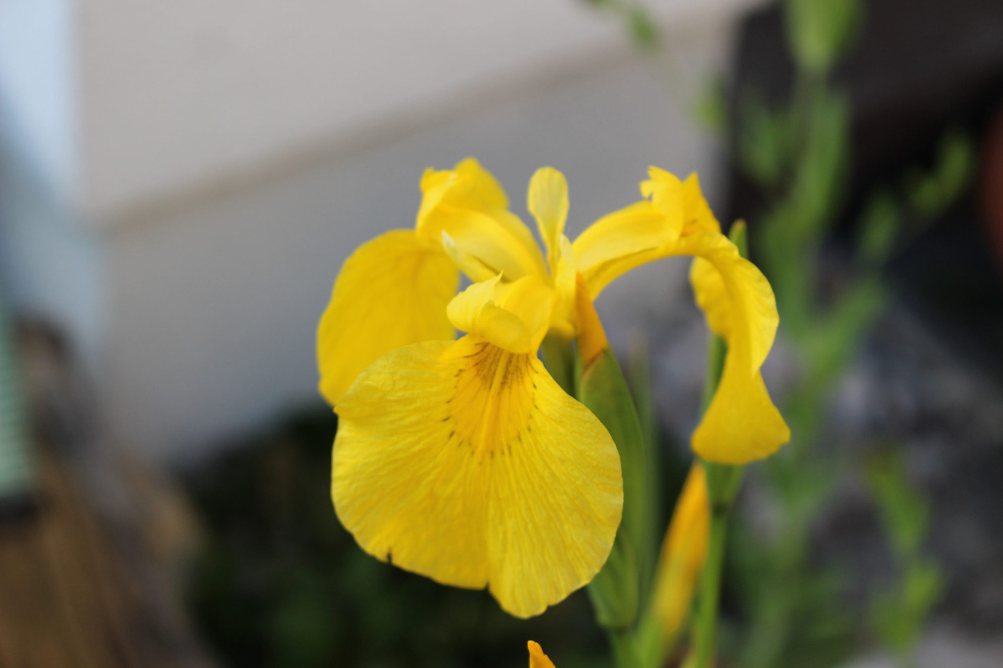 03-Slider-Gelbe-Schwertlilie-Iris-pseudacorus